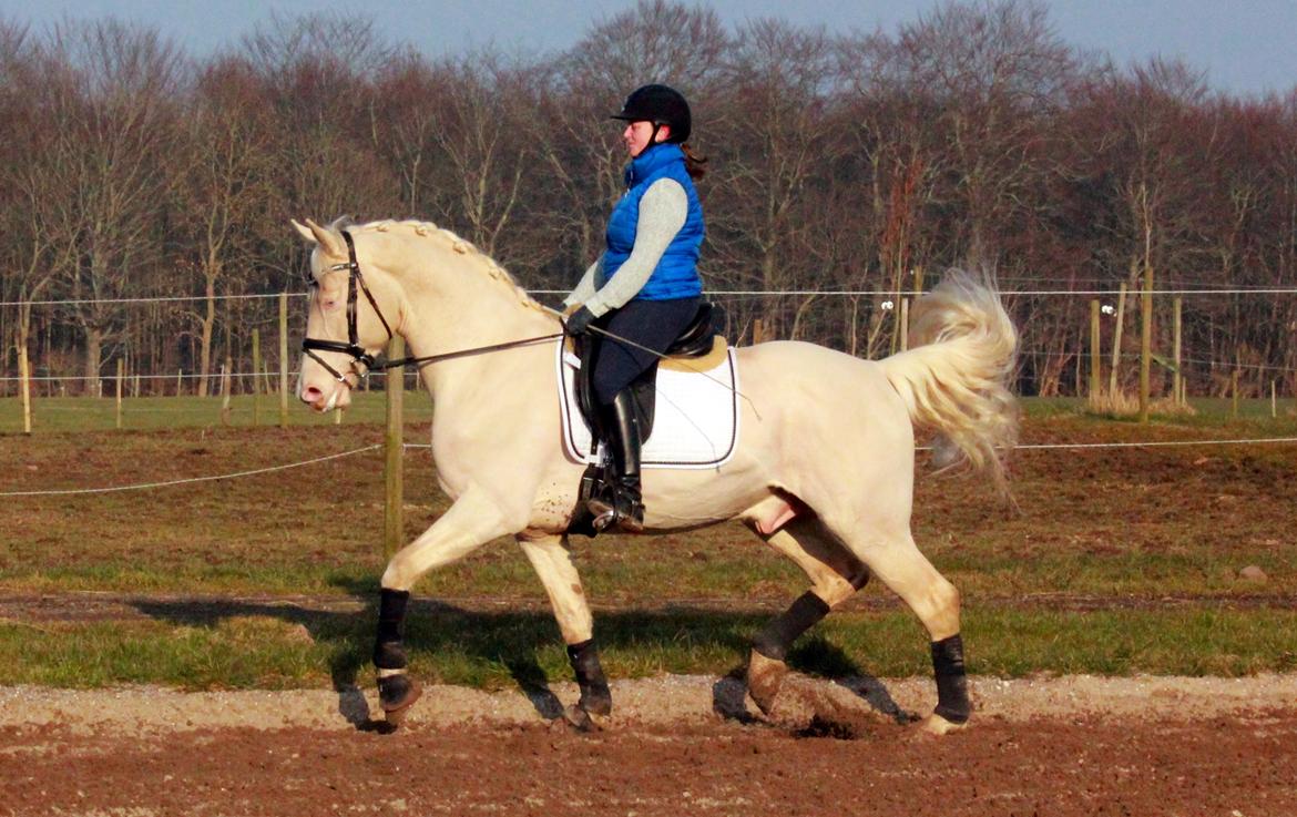 Palomino Stensgaardens cavanoux (EU Hingst) billede 12