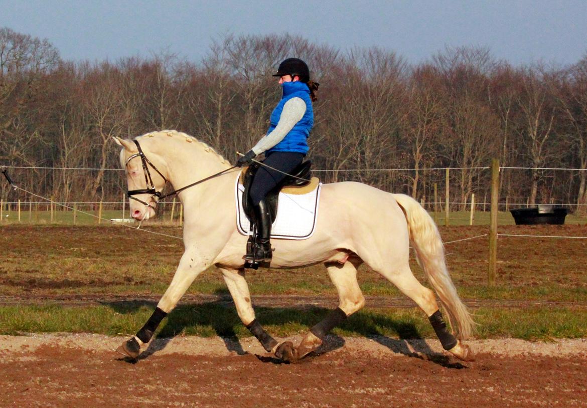 Palomino Stensgaardens cavanoux (EU Hingst) billede 44