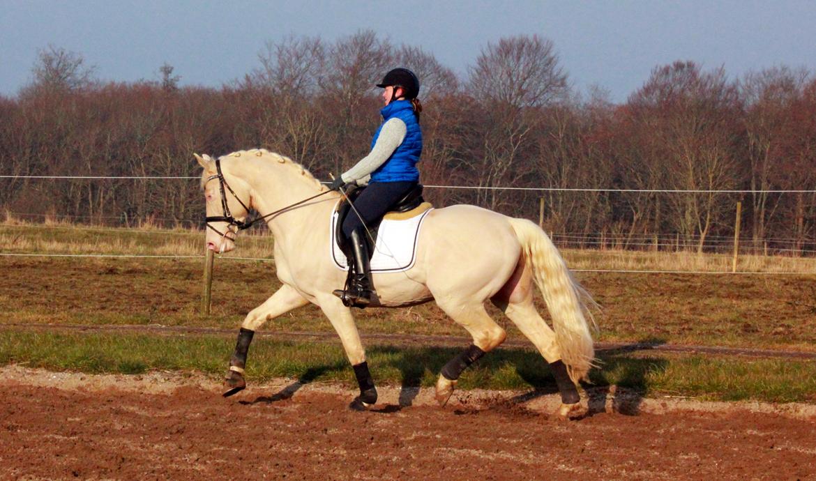 Palomino Stensgaardens cavanoux (EU Hingst) billede 21