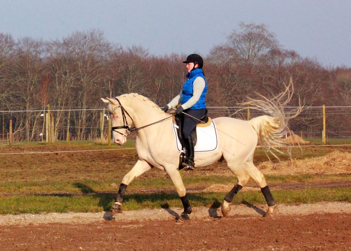 Palomino Stensgaardens cavanoux (EU Hingst) billede 46