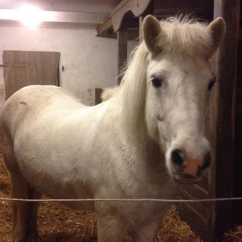 Islænder Dragon billede 2