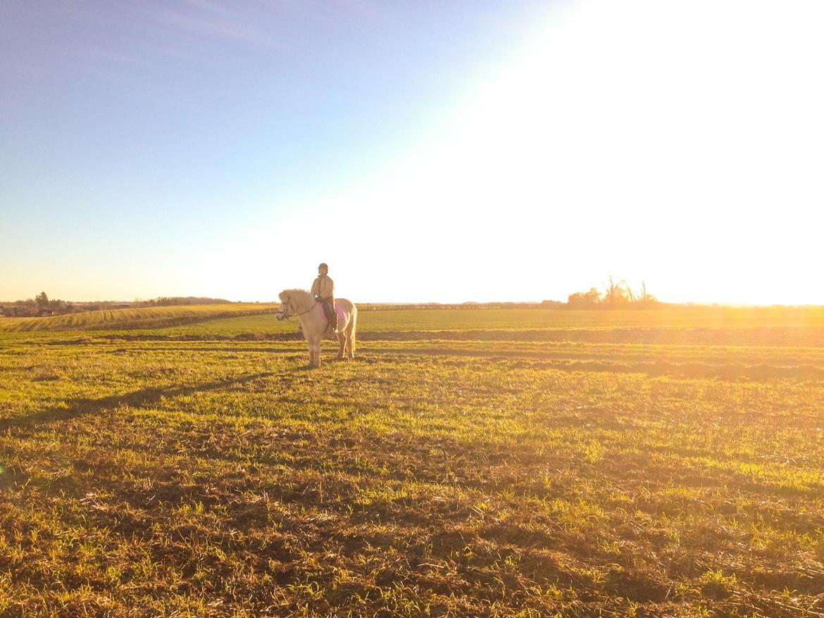 Islænder Dragon billede 4