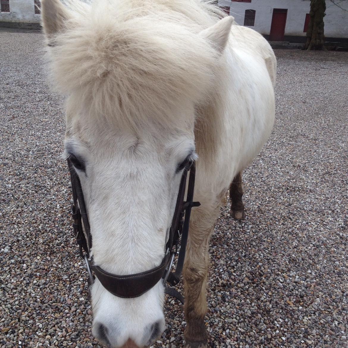 Islænder Dragon billede 5