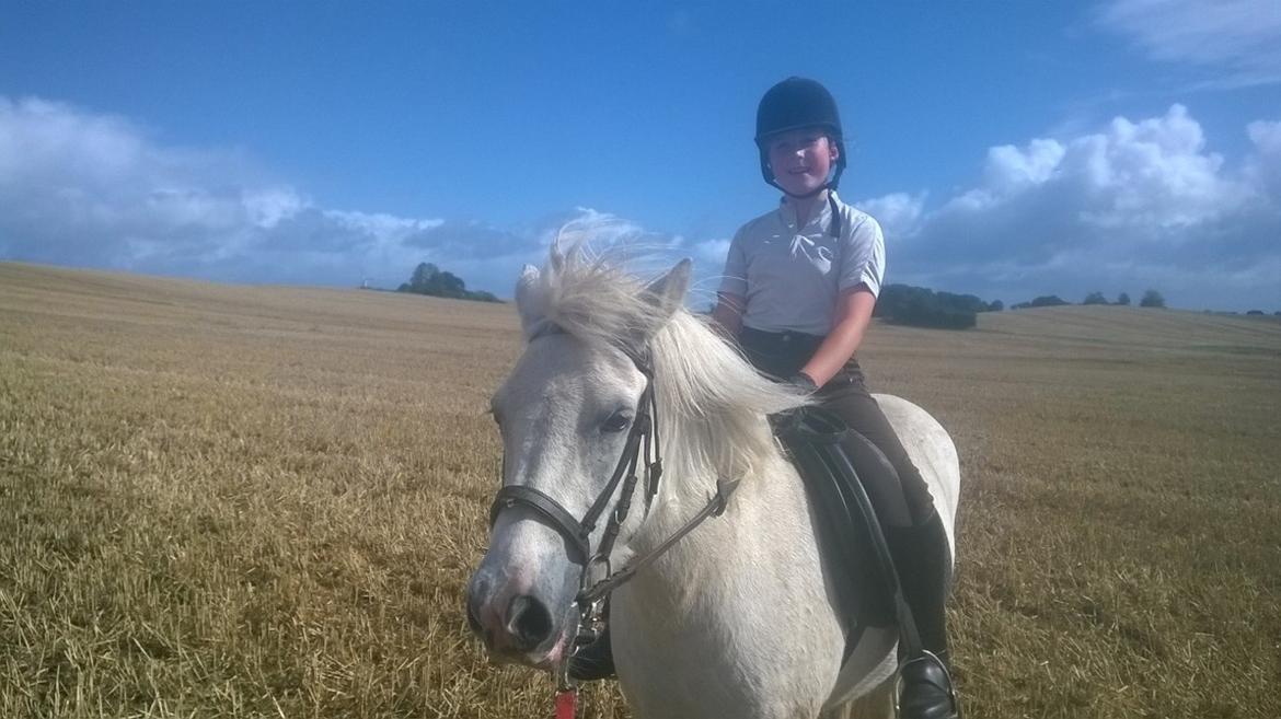 Islænder Dragon - på markerne om sommeren giver vi den fuld gas i galop billede 6