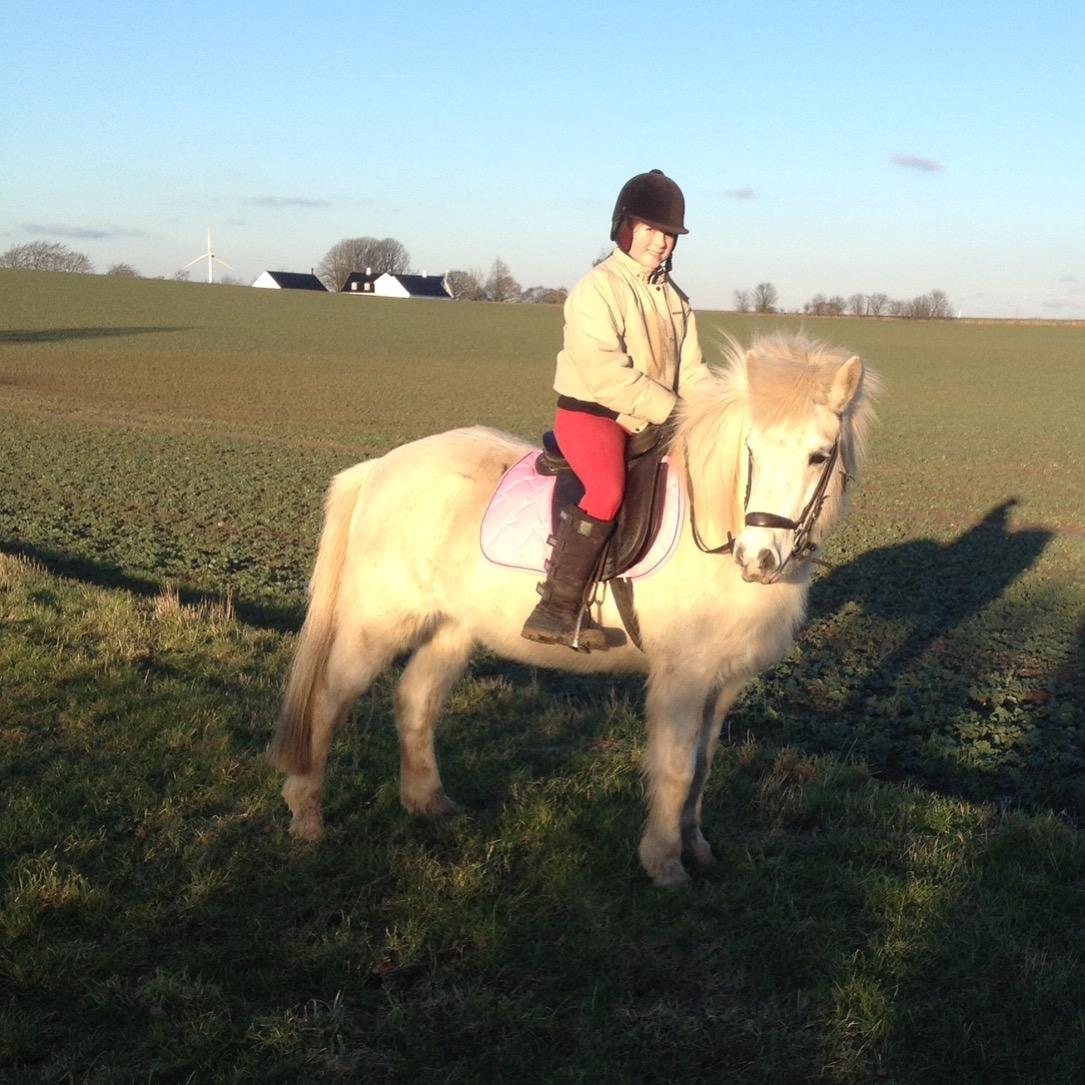 Islænder Dragon billede 8