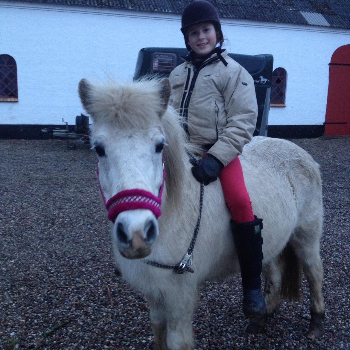 Islænder Dragon - når vi prøver at ride i cordeo😂 billede 3