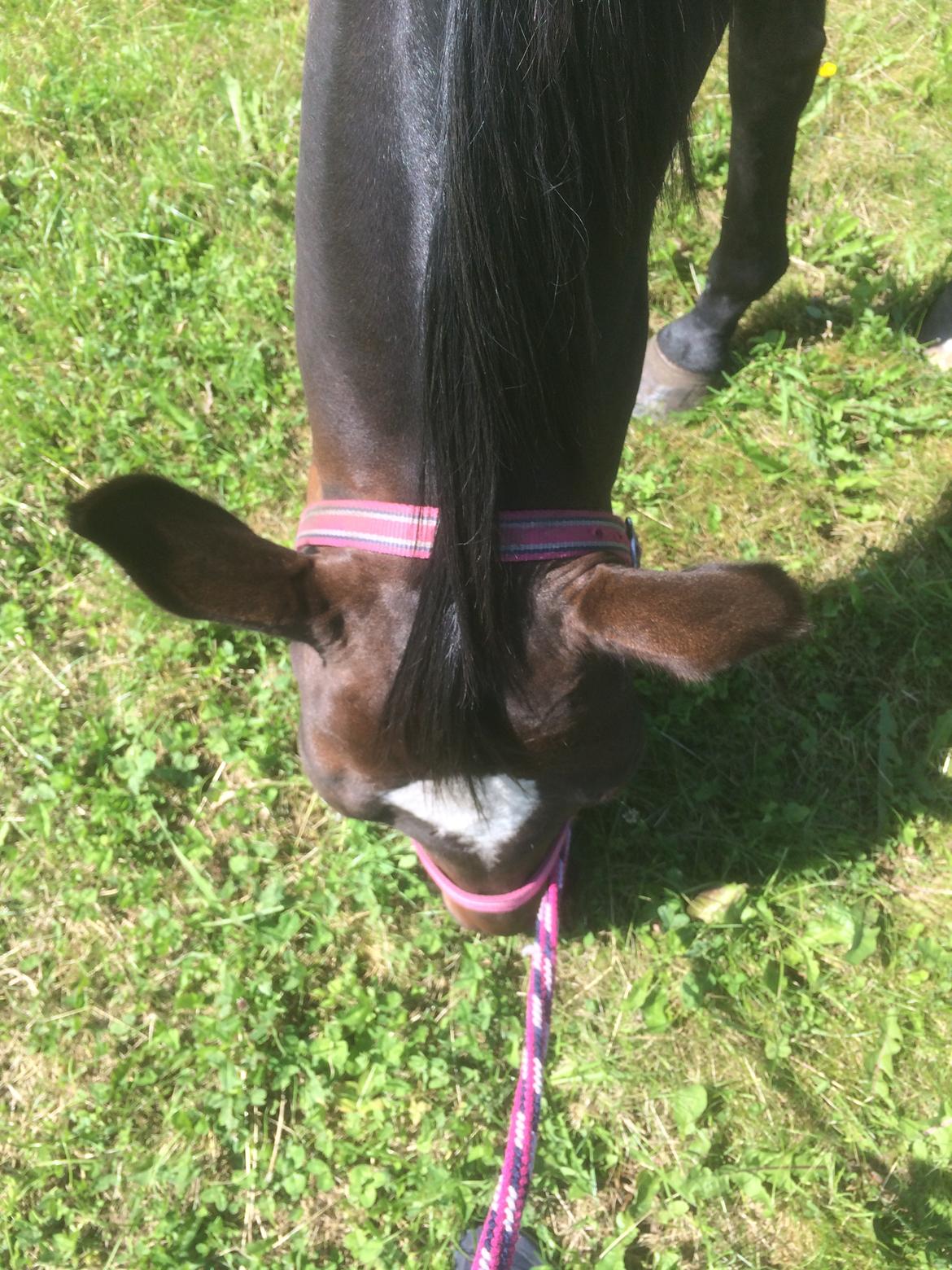 Anden særlig race Zafir Diamond billede 18