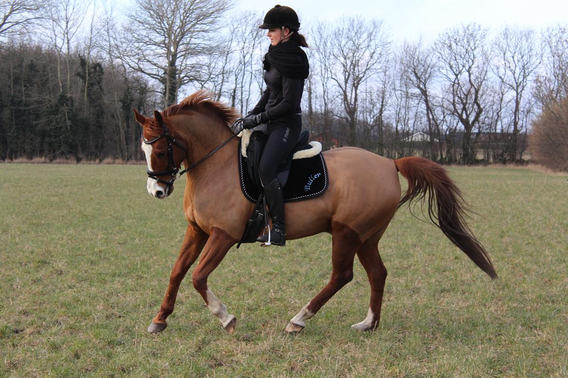 Sportsaraber (A) Ryttergårdens Shakie (Solgt) - Marts 16 billede 2