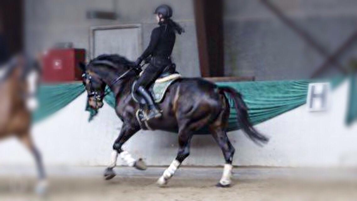 Dansk Varmblod Fiona Olympic billede 20