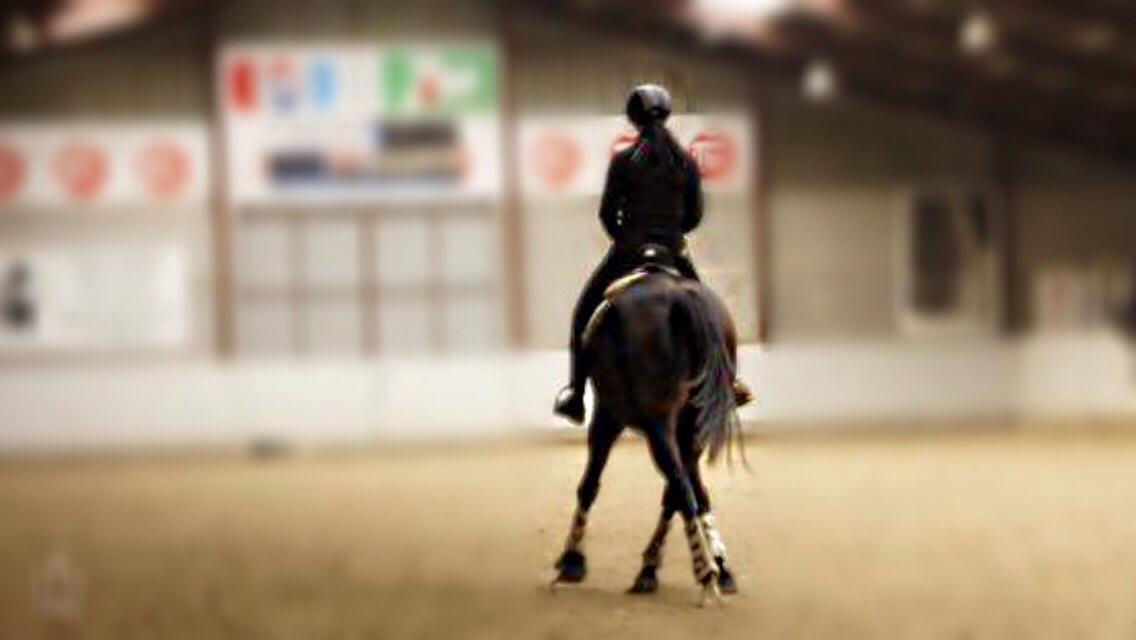 Dansk Varmblod Fiona Olympic billede 21