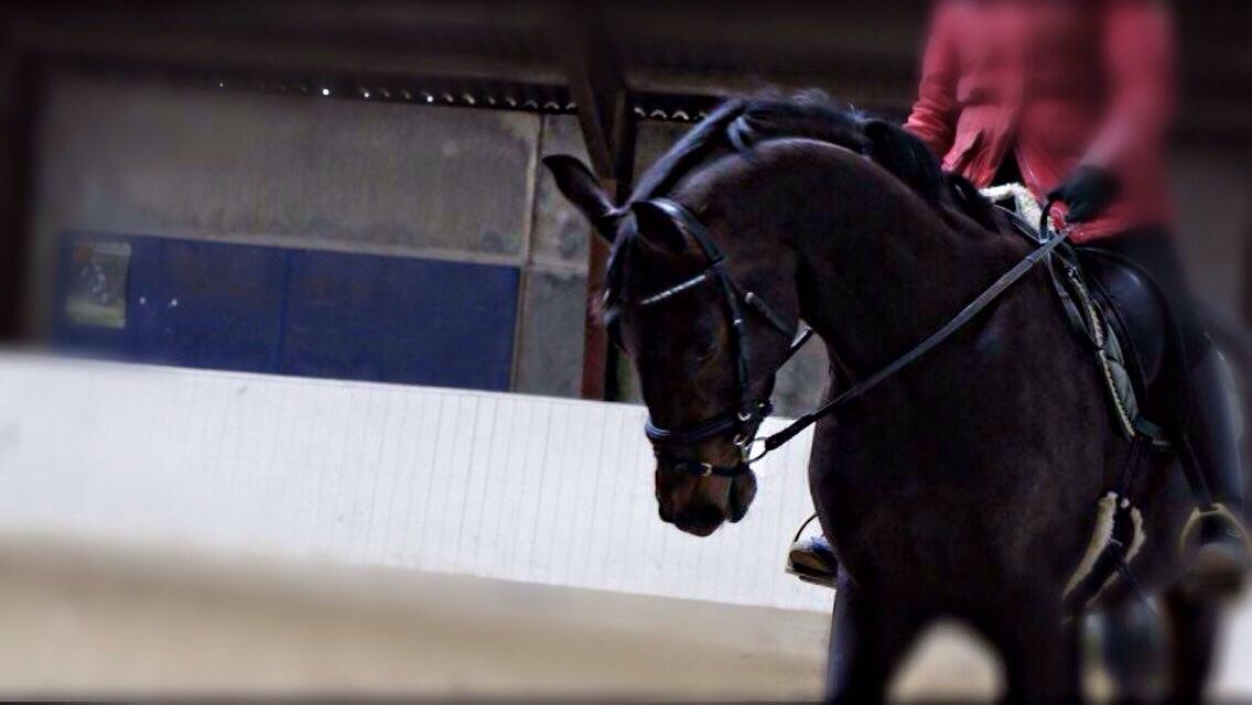 Dansk Varmblod Fiona Olympic billede 24