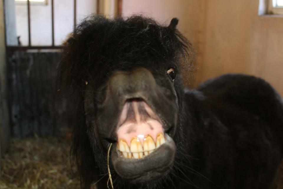Shetlænder Linett - Delle :) billede 9