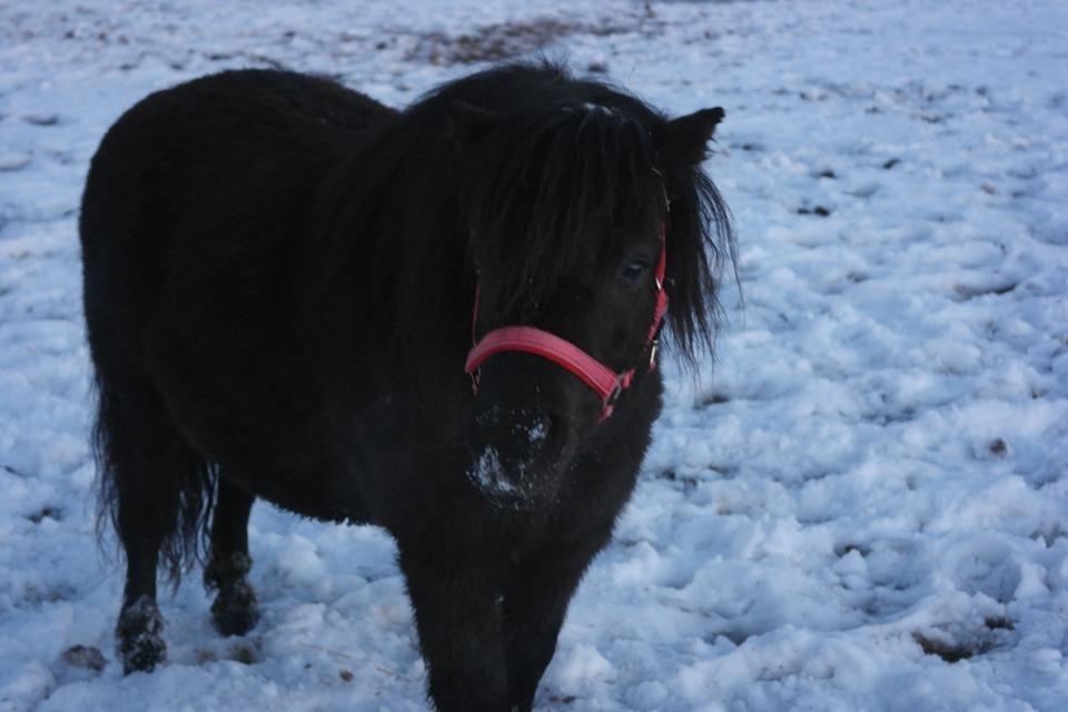 Shetlænder Linett - Liiin <3 billede 15