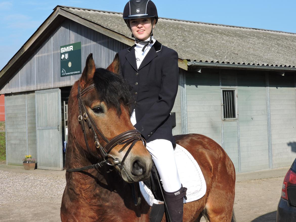 Anden særlig race Ole - Fra første stævne med Ole d. 13.3.16. Vi red en LC1 til 68,60% :) billede 10