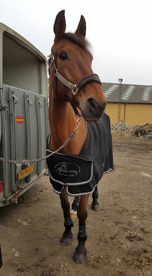 Dansk Varmblod Nevell billede 6