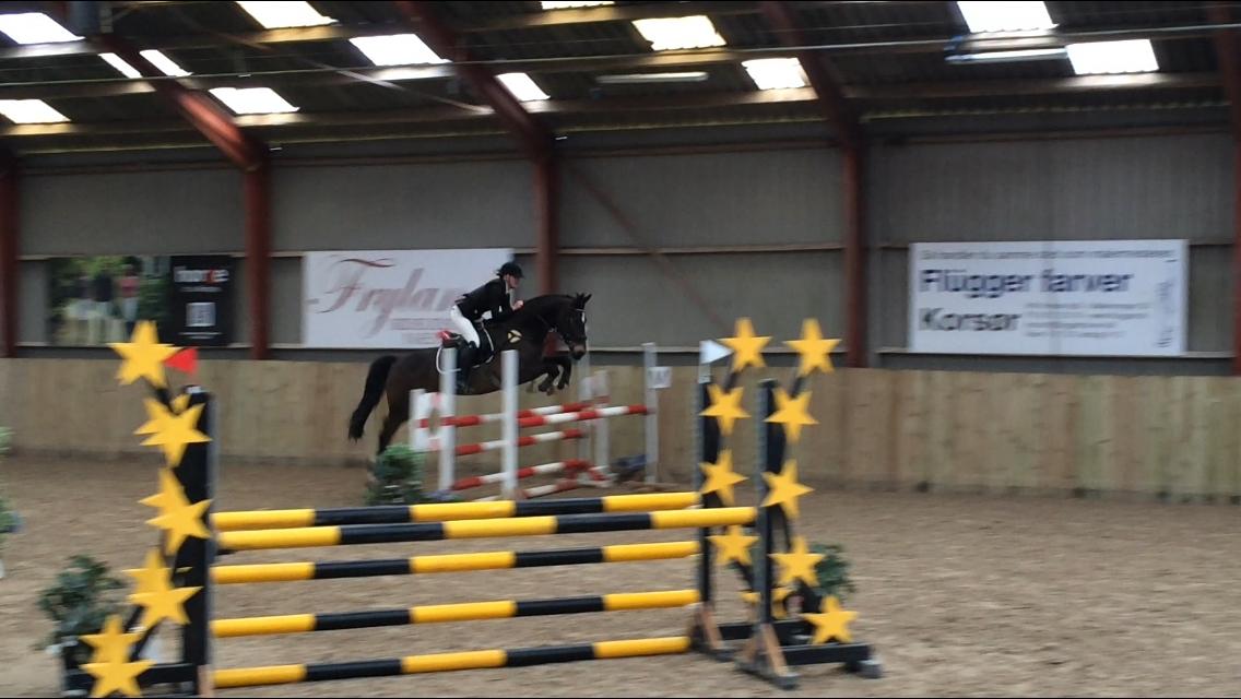 Hollandsk Varmblod Wilddancer - Første stævne 13-03-2016 billede 4