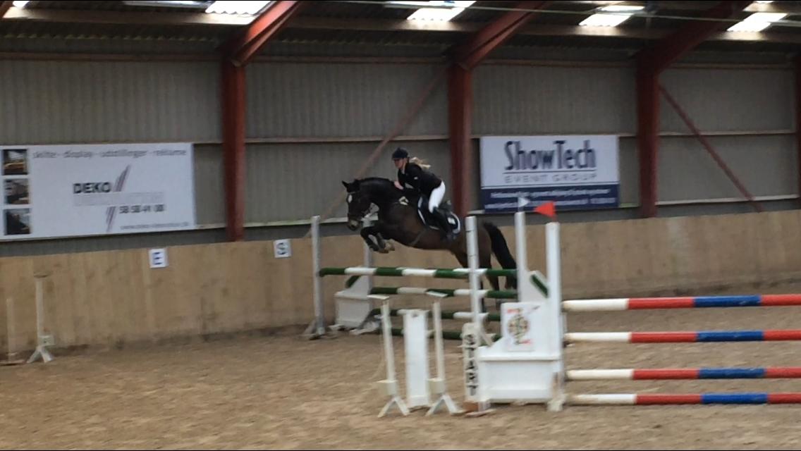 Hollandsk Varmblod Wilddancer - Første stævne 13-03-2016 billede 6