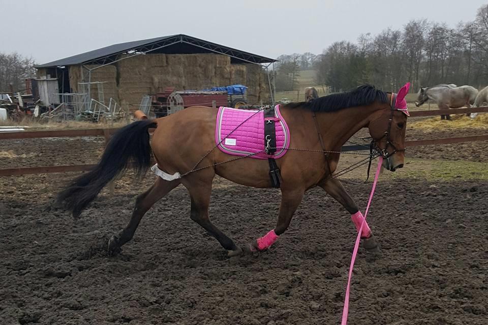 Dansk Varmblod Nevell billede 13