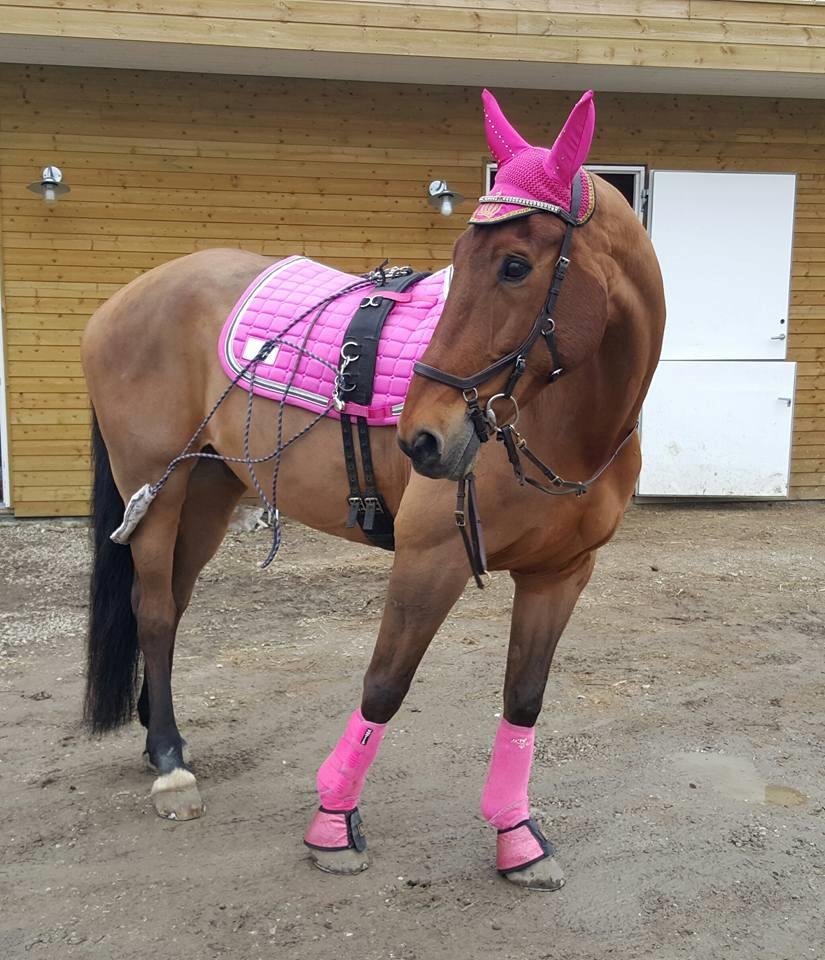 Dansk Varmblod Nevell billede 9