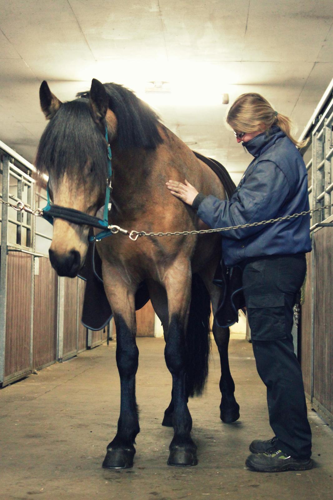 Anden særlig race Corano billede 5