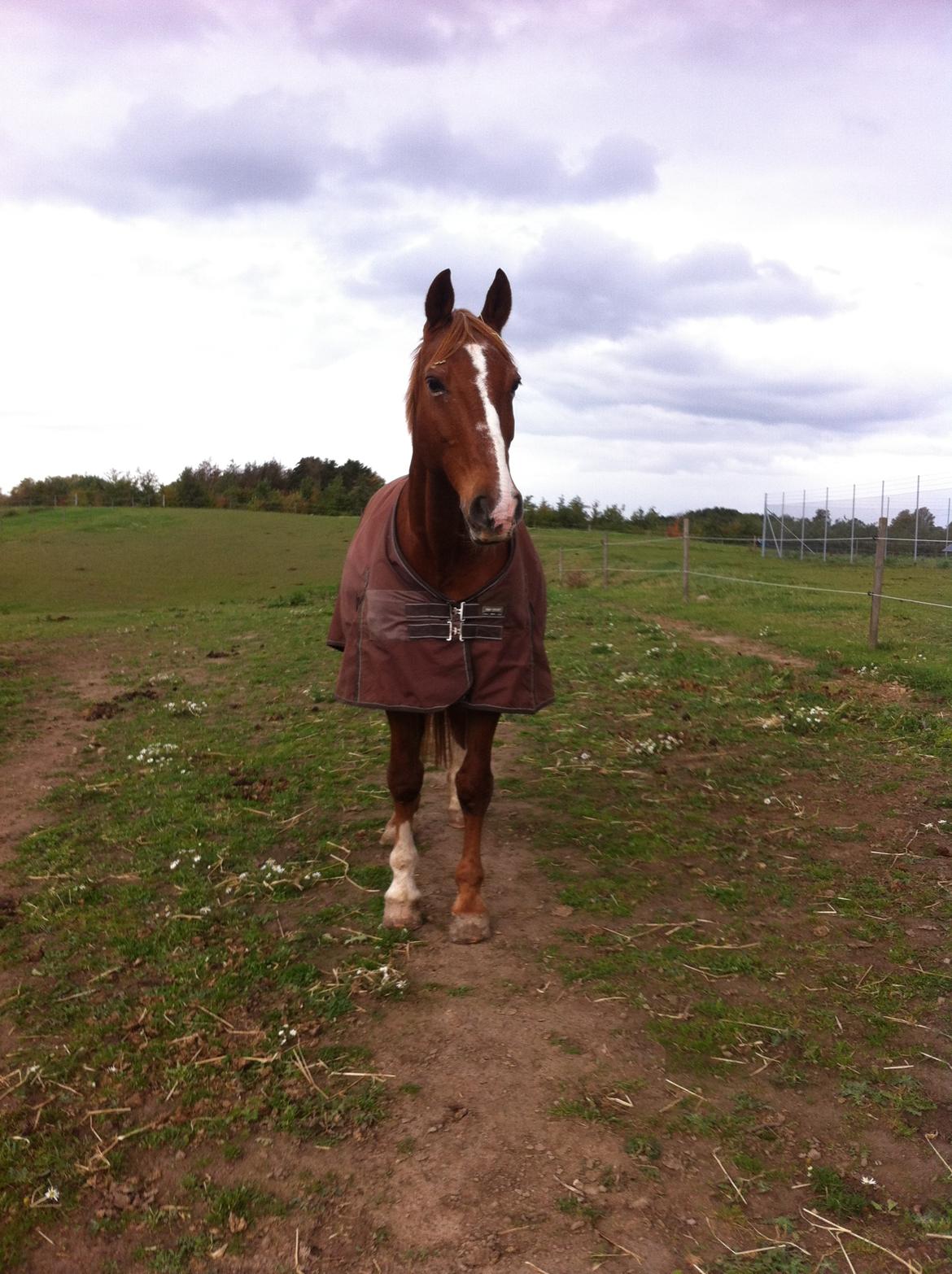Frederiksborg Mercur Lindegård billede 4