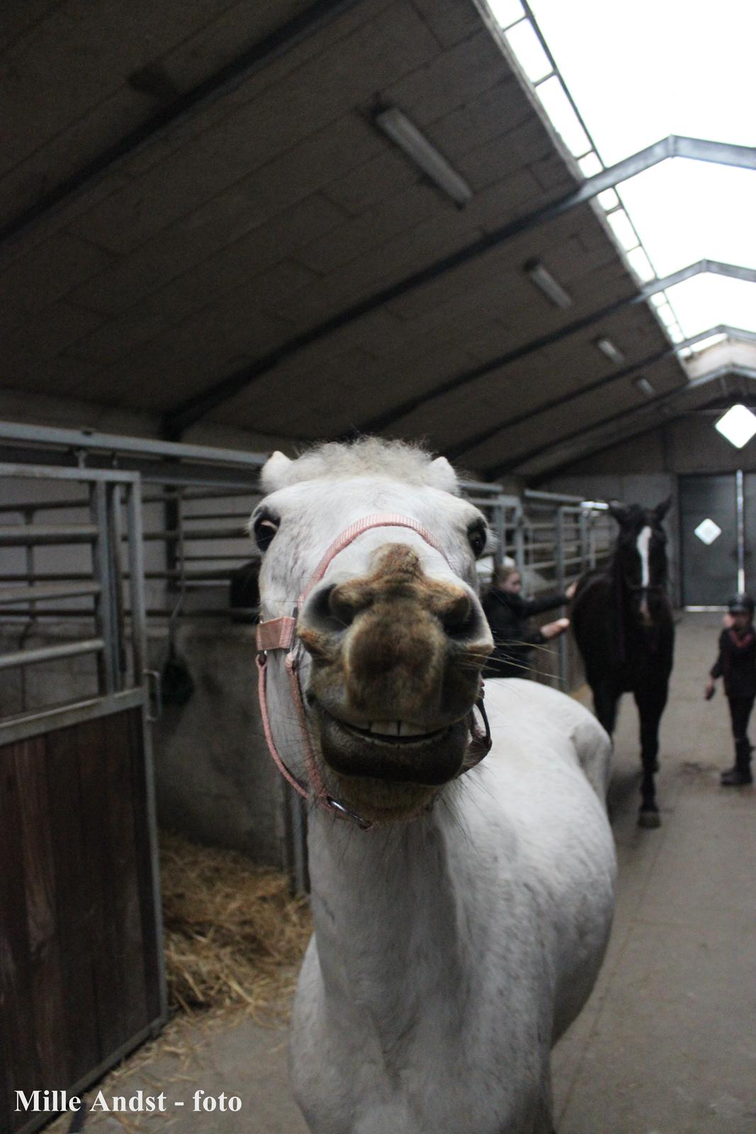 Anden særlig race Justice billede 1