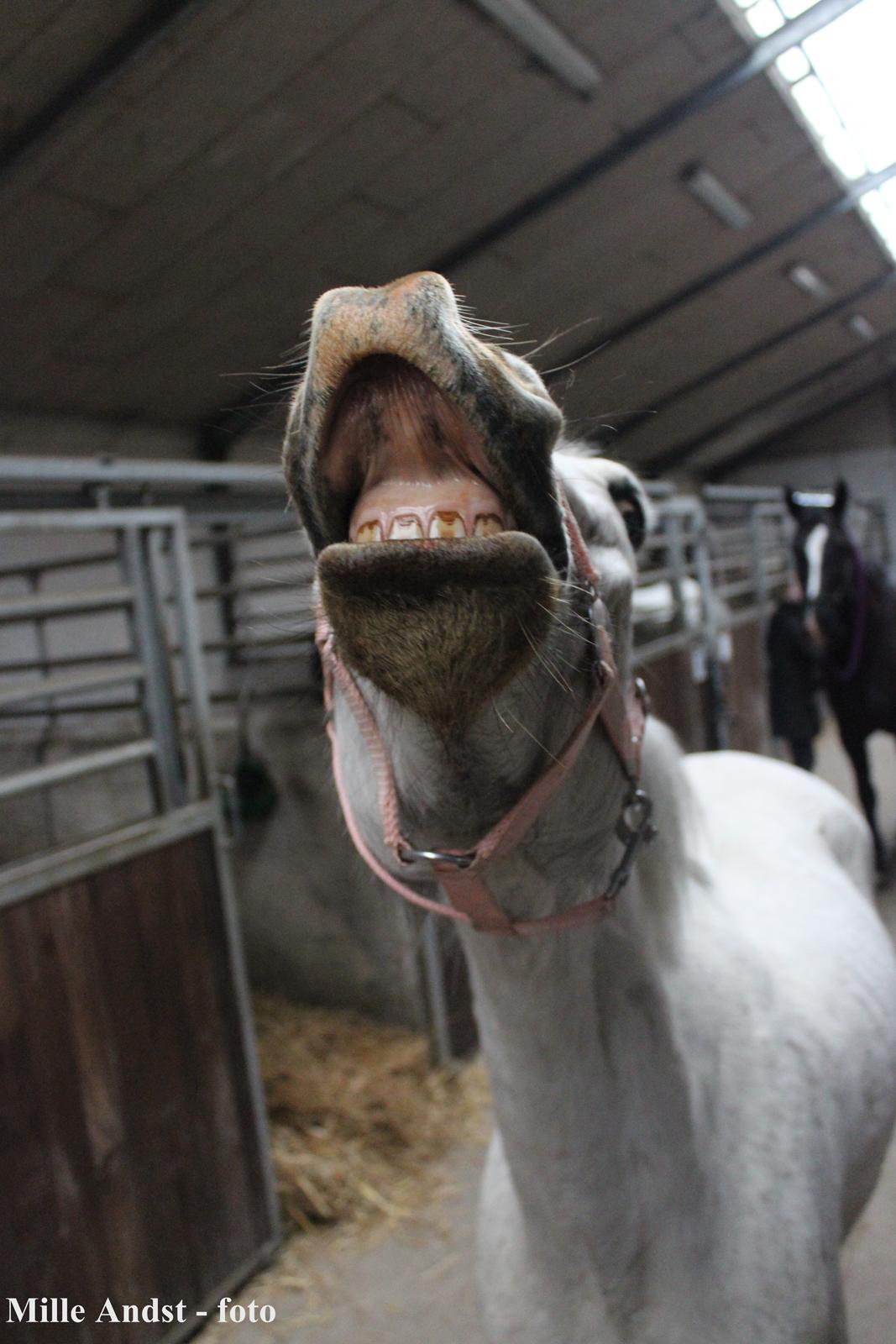 Anden særlig race Justice billede 2