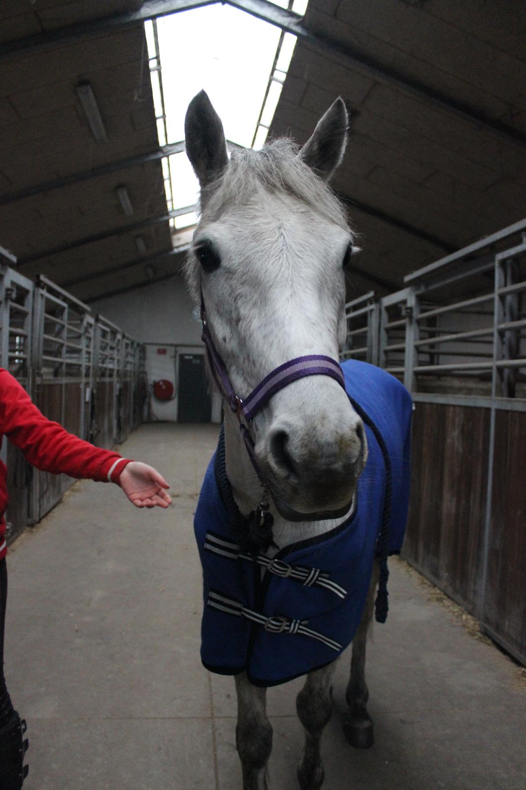 Anden særlig race Justice billede 3