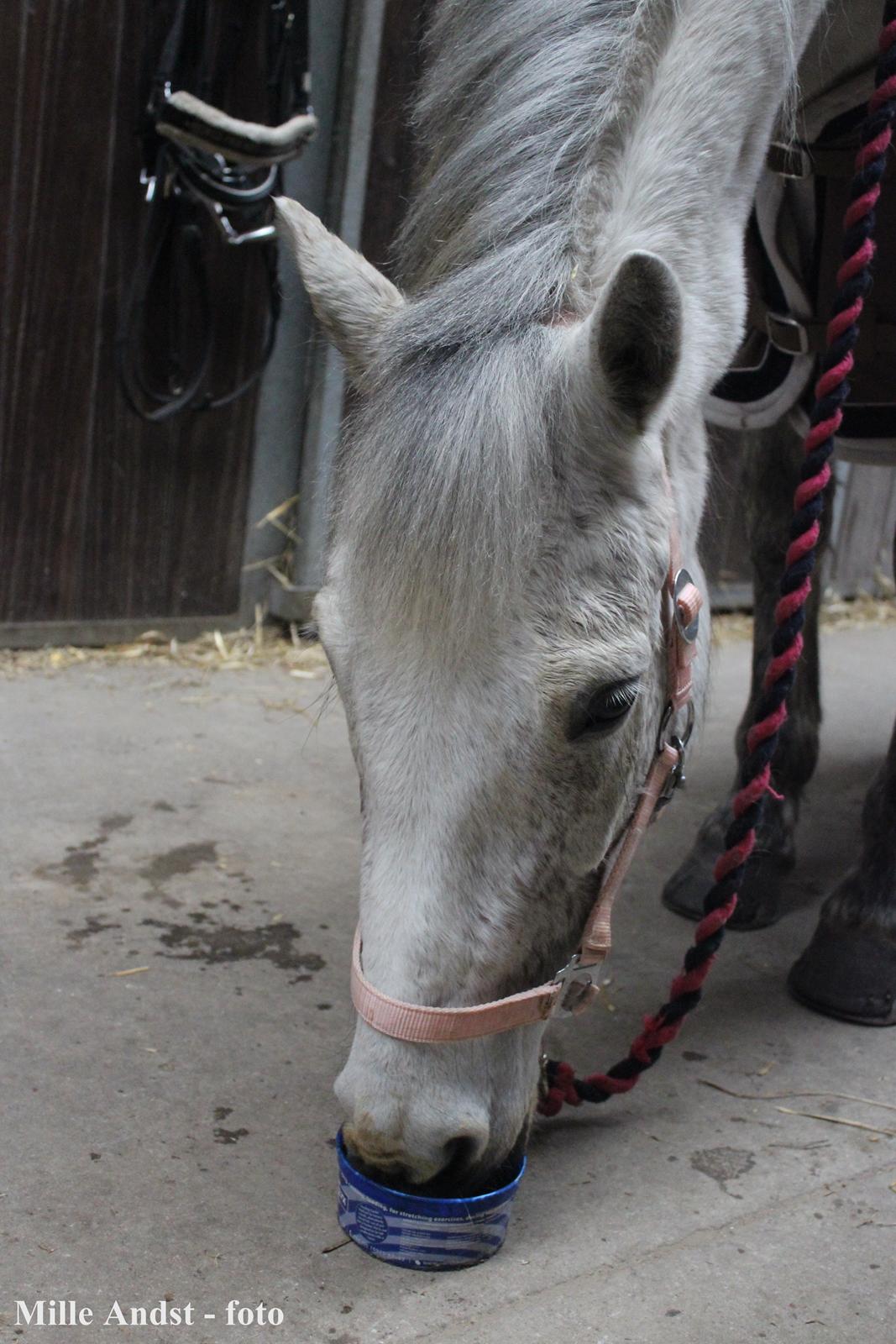 Anden særlig race Justice billede 4