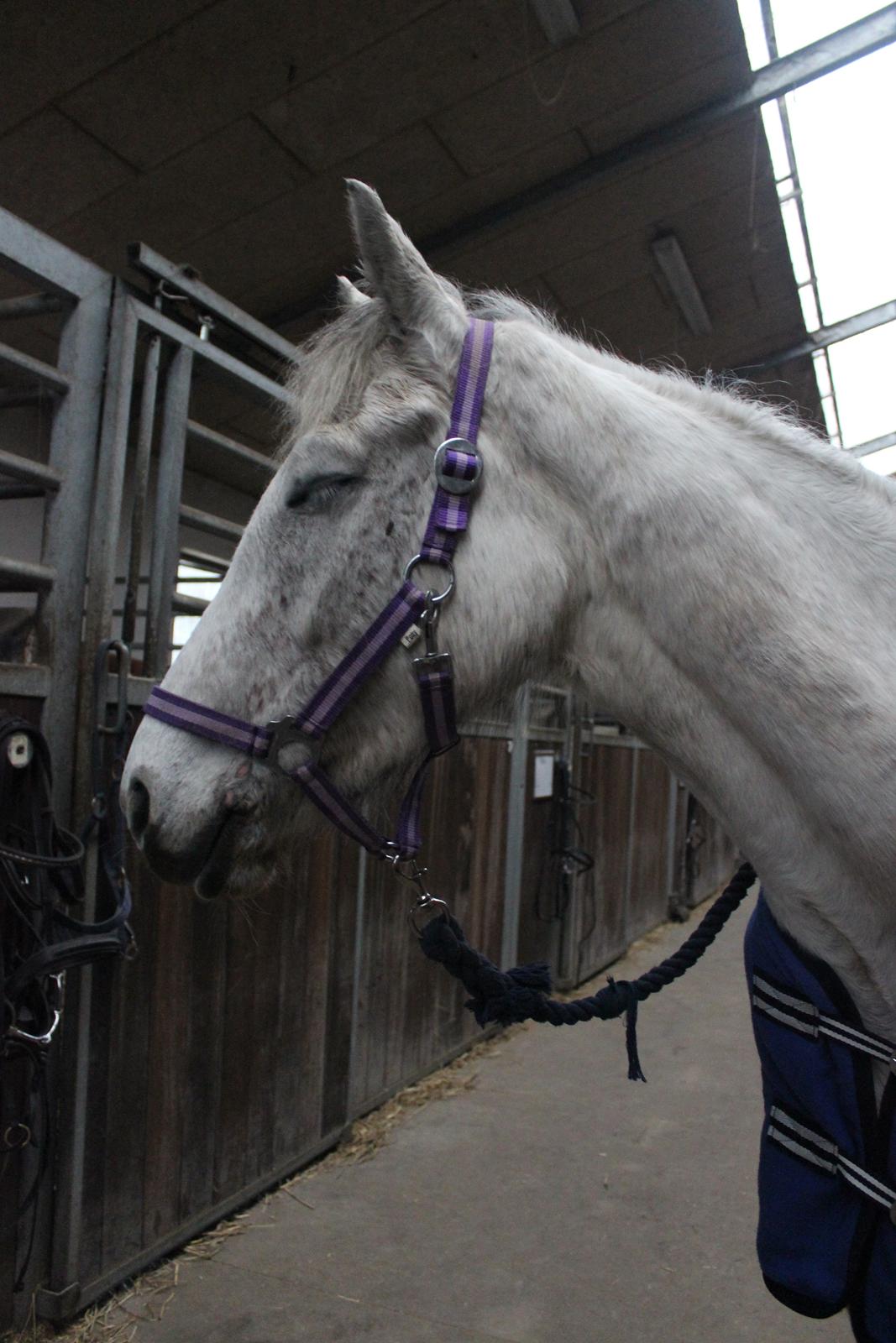 Anden særlig race Justice billede 6