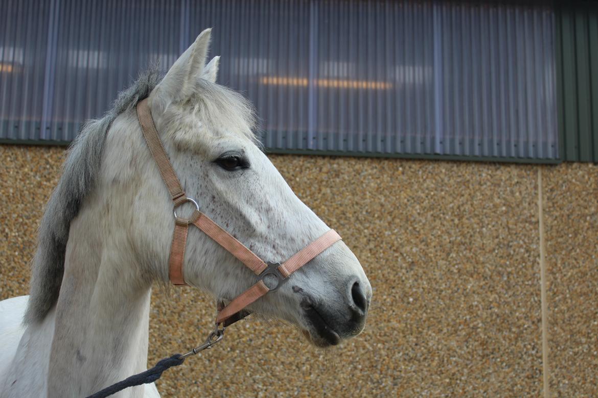 Anden særlig race Justice billede 7