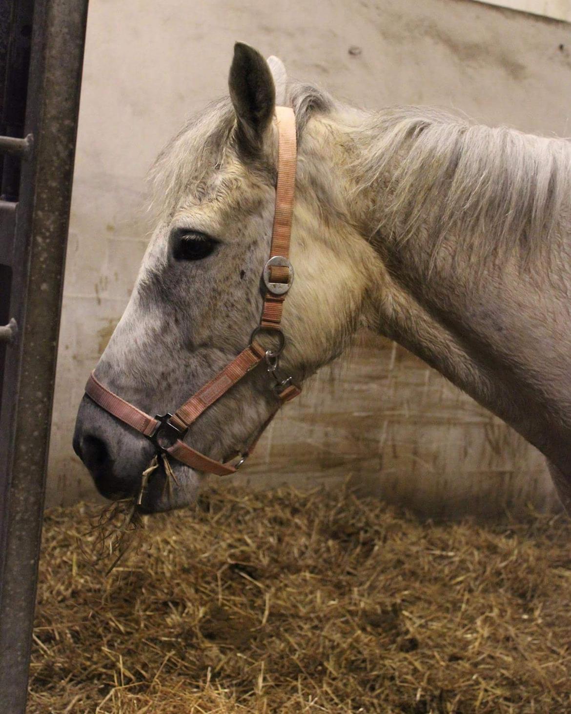 Anden særlig race Justice billede 10