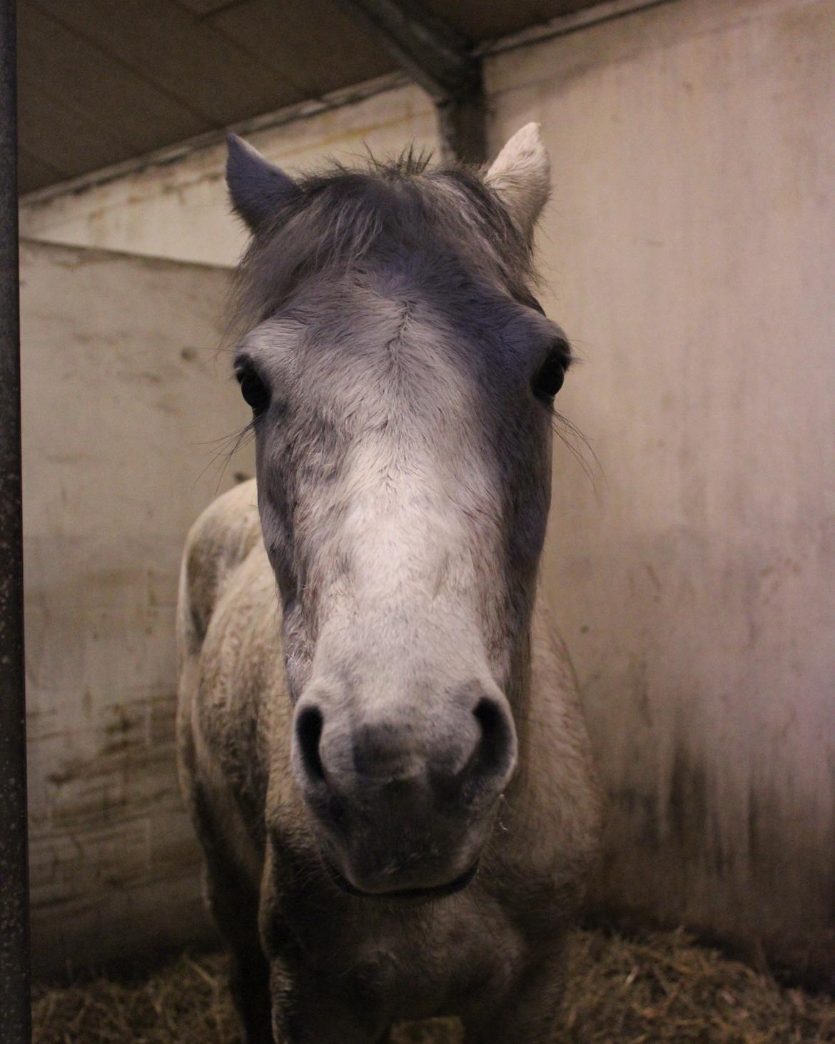 Anden særlig race Justice billede 11