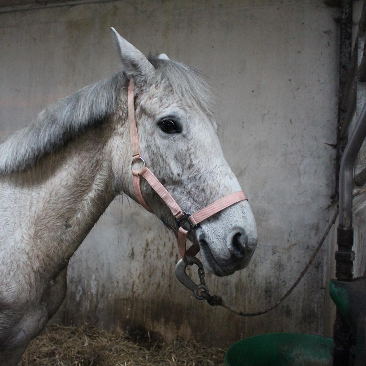 Anden særlig race Justice billede 12