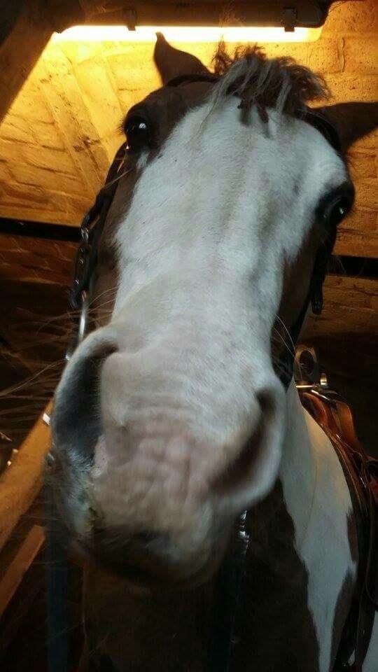 Pinto Ducati - Ducati siger dav! :D  billede 16