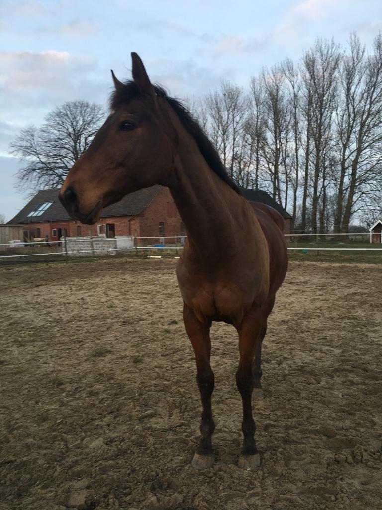 Fuldblod (XX) Pingus - 3 tabte sko på 4 dage. Så han nyder at løbe lidt frit rundt på banen.  billede 15