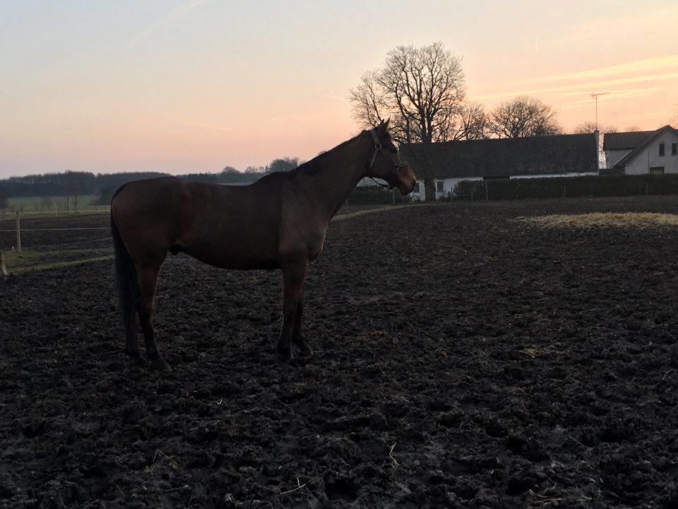 Fuldblod (XX) Pingus - Vi nyder at det snart er sommer. Så han fik lov til at gå lidt uden dækken, efter en lang ridetur.  billede 18