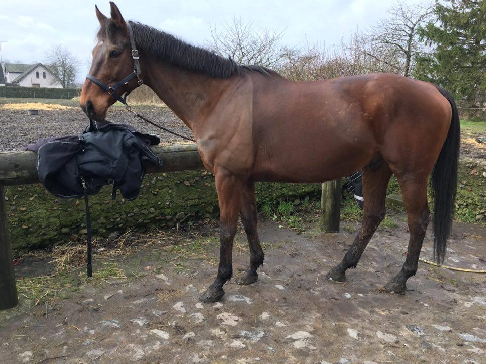 Fuldblod (XX) Pingus - Efter problemer med at finde det rette mad, er han nu ved at være fodret godt op. Dyrelægen har været ude og vurdere ham, til at ligge på en 5'er på huldskalaen. billede 22