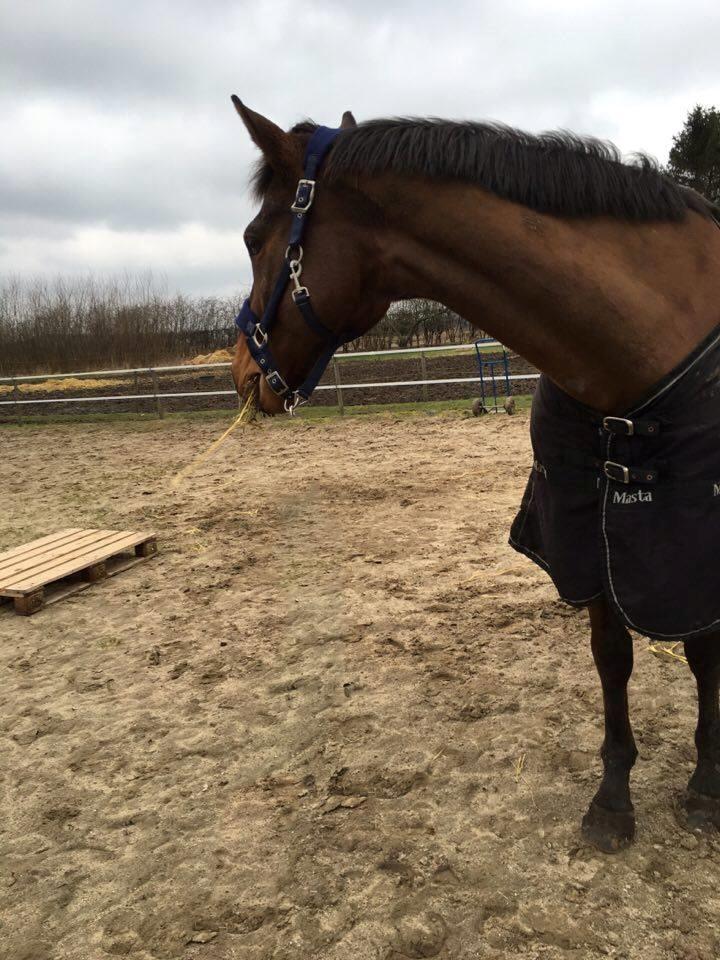 Fuldblod (XX) Pingus - Lidt miljøtræning. Han tog det hele i stiv arm. Lidt hø noget han alligevel at finde. billede 28