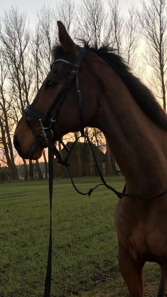 Fuldblod (XX) Pingus - En hyggeligt skridt tur, efter longering. billede 25