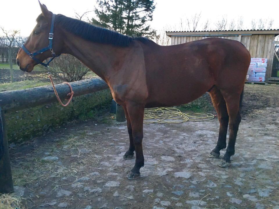 Fuldblod (XX) Pingus - Efter problemer med at finde det rette mad, er han nu ved at være fodret godt op. Dyrelægen har været ude og vurdere ham, til at ligge på en 5'er på huldskalaen. billede 23