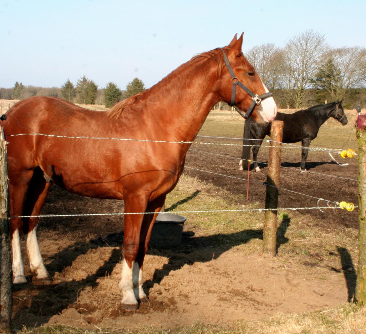 Frederiksborg Hercules Mignon billede 6