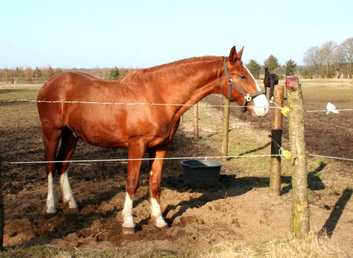 Frederiksborg Hercules Mignon billede 5