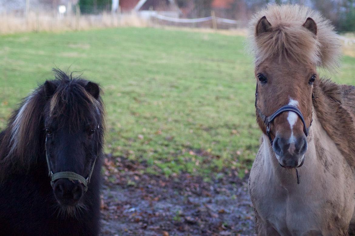 Anden særlig race Frederik billede 13