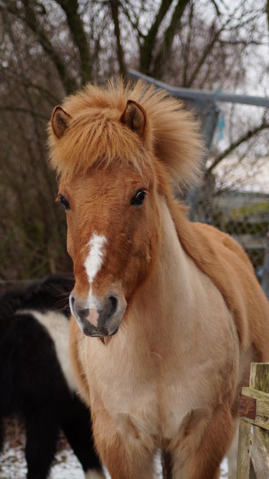 Anden særlig race Frederik billede 4