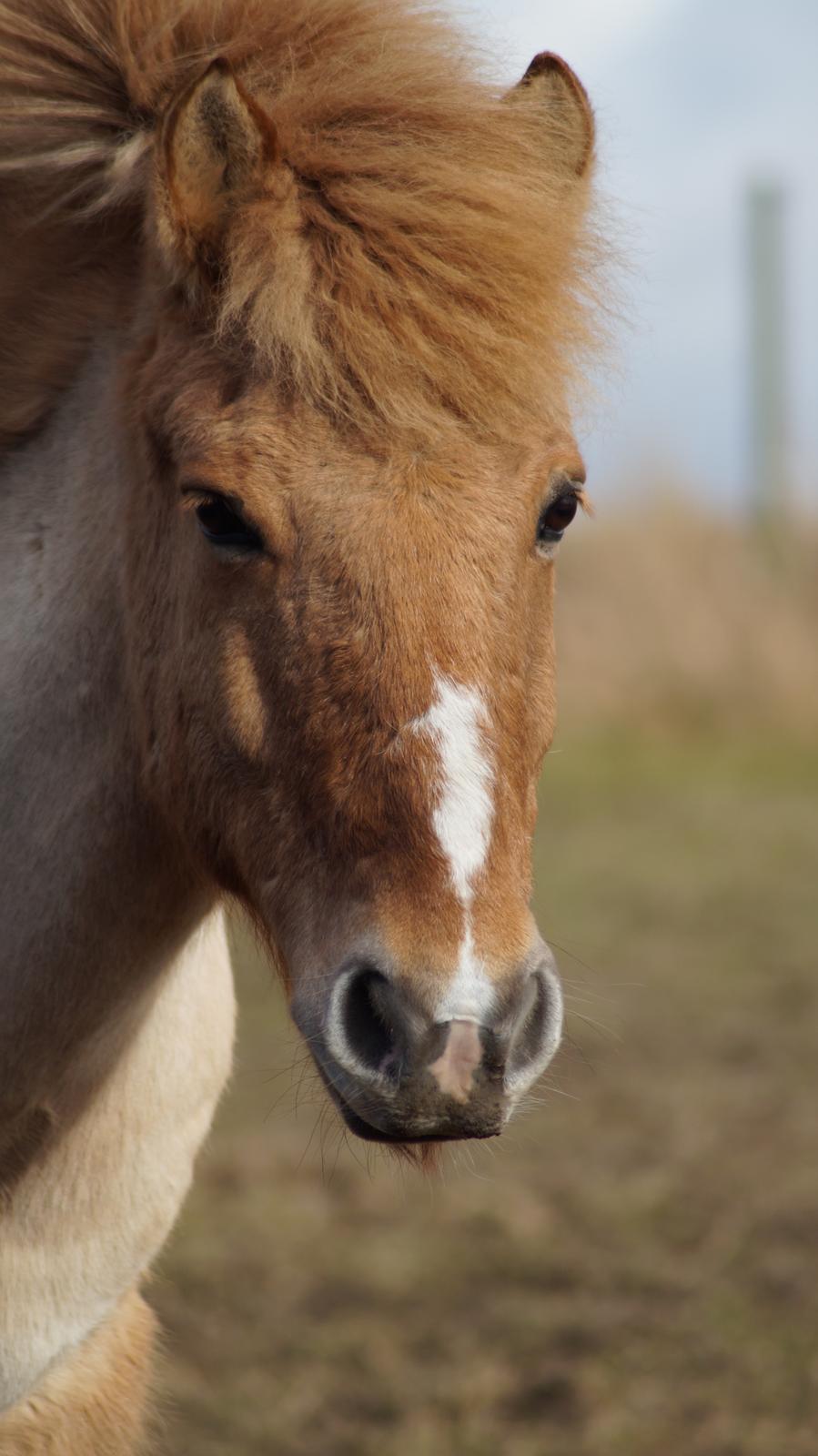 Anden særlig race Frederik billede 19