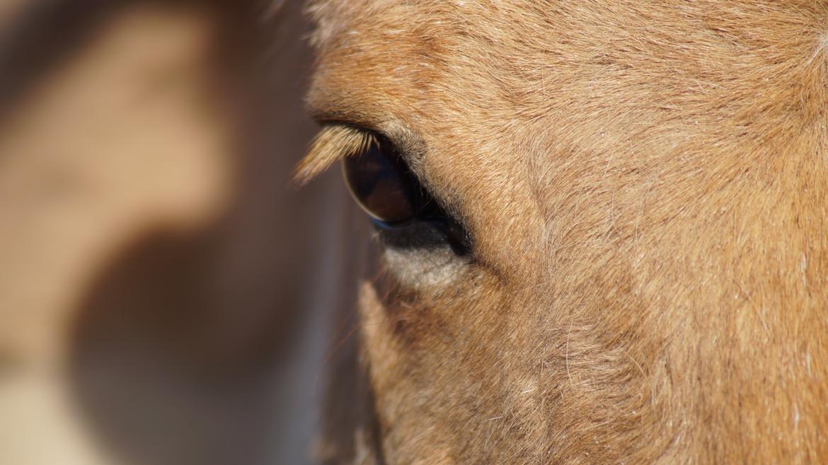 Anden særlig race Frederik billede 12