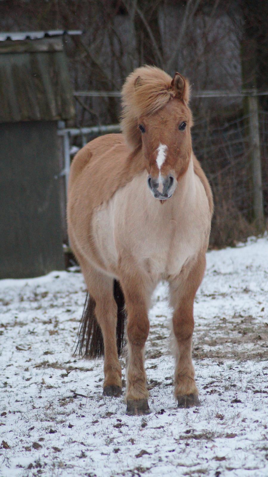 Anden særlig race Frederik billede 7
