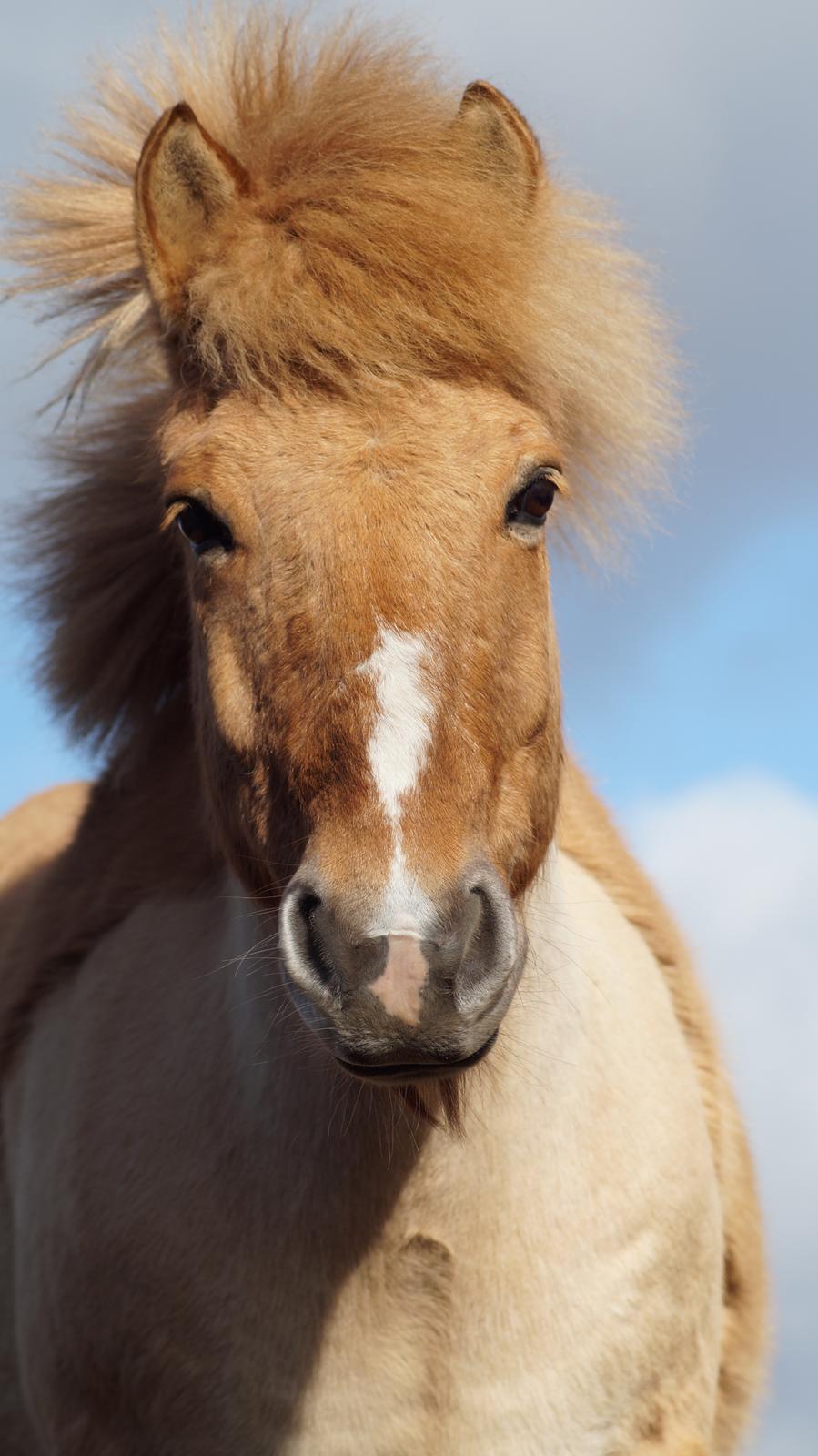 Anden særlig race Frederik billede 9