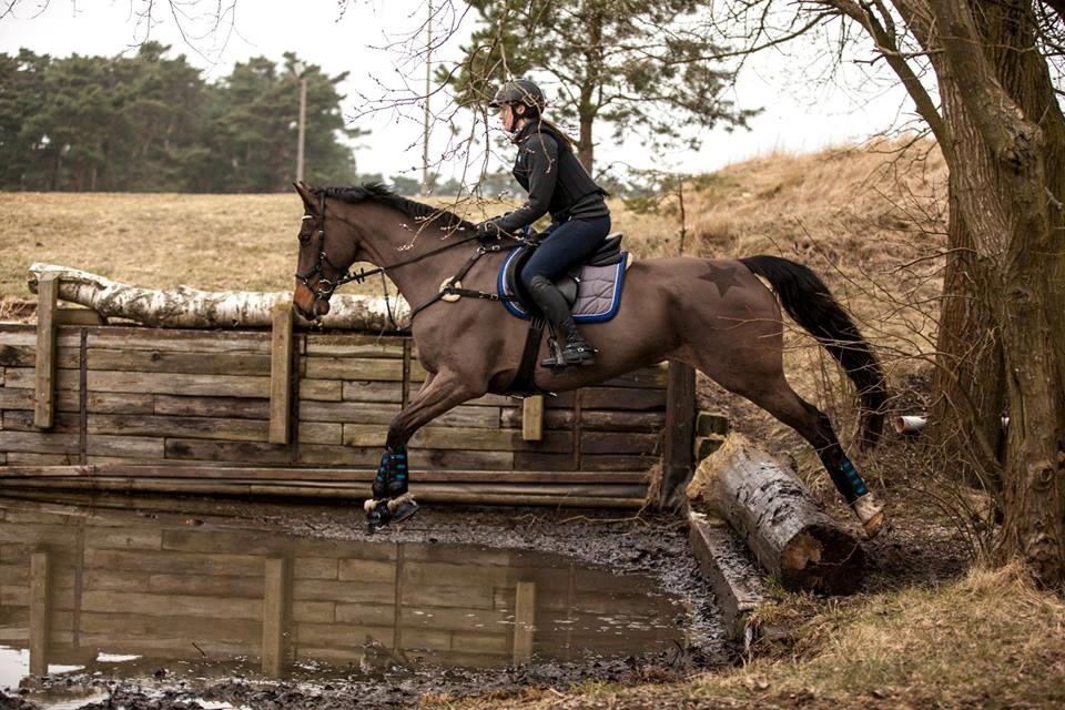 Dansk Varmblod Gørklintgårds Lerato billede 5